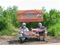 Alaska King Salmon Picture